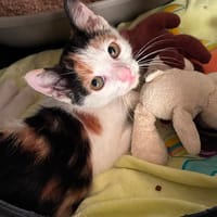 ADA, chatte à adopter