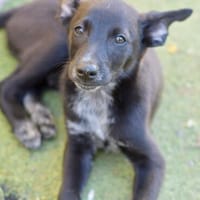 Welpenjunge MELCHOR  einfach zauberhaft!, Hund zur Adoption