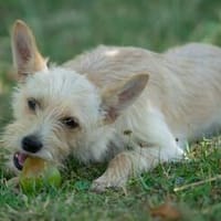 Kleiner liebevoller Begleiter sucht Mensch, Hund zur Adoption