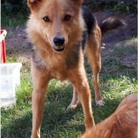 YUKI  Pfiffiges Hasenherz sucht..., Hündin zur Adoption