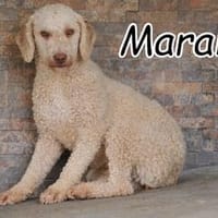 Liegt das große Glück noch vor Marah???, Hündin zur Adoption