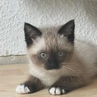 Lou sucht ihr Für-immer-Zuhause, Katze zur Adoption