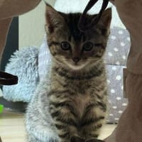 Milo sucht sein Für-immer-Zuhause, Kater zur Adoption