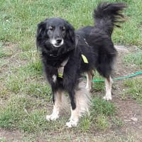 Alice sucht ihr Wunderland, Hündin zur Adoption