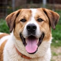Spartis - sanft und stark, Hund zur Adoption