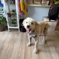 Chance, sanfter Riese sucht neues Zuhause, Hund zur Adoption