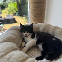 Minou sucht sein Für-immer-Zuhause, Katze zur Adoption