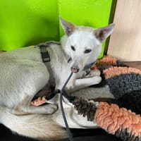 Sanfter Cosmo sucht Sicherheit, Hund zur Adoption