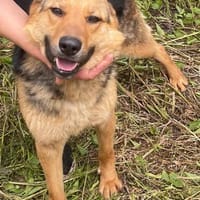 Persy, Schäferhundfreunde aufgepasst, Hündin zur Adoption