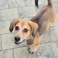 Bezauberndes MÄXLE sucht Zuhause, Hund zur Adoption
