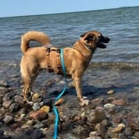 loyaler, sensibler RUMO, Hund zur Adoption