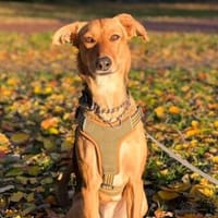 FAYE - klug & sensibel, Hündin zur Adoption