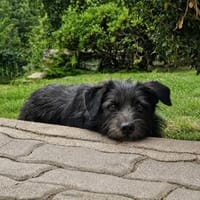 Struppi sucht Menschen fürs kämmen☺, Hund zur Adoption