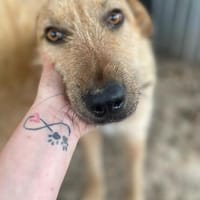 Odin, großer Rüde mit großem Herz sucht, Hund zur Adoption