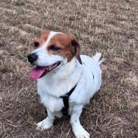 Süße Sally🌺 sucht liebevolles Zuhause, Hündin zur Adoption