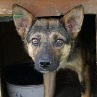 ängstliche ROMY sucht geduldige Menschen, Hündin zur Adoption