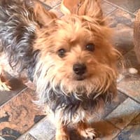 ..Ich bin Duffy, Hund zur Adoption
