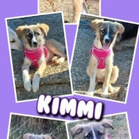 sehr liebes Welpenmädchen Kimmi auf PS 91278, Hündin zur Adoption
