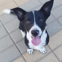 Junger Zorro, Hund zur Adoption
