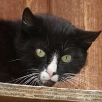 Bibi, Katze zur Adoption