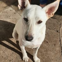 Junghündin Sara, Hündin zur Adoption
