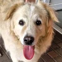 Rüde KNOX, Hund zur Adoption