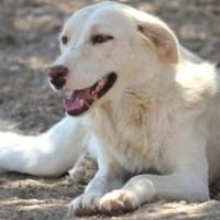 Nelia- bereit für ein Leben voller Liebe, Hündin zur Adoption
