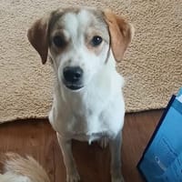 Sweety, Hündin zur Adoption