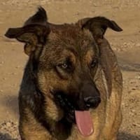Zauberhafter Sirius wurde ausgesetzt!, Hund zur Adoption
