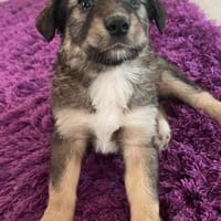 TOFFEE - Welpe gemütlicher Jung (C) BALD AUF PFLEGESTELLE, Hund zur Adoption