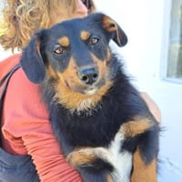EDGAR - Klein, Schmusebacke - BALD AUF PFLEGESTELLE, Hund zur Adoption