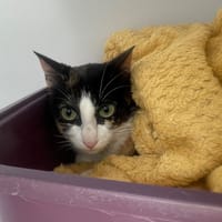Marguerite, chatte à adopter