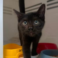 TESLA CHA, chatte à adopter