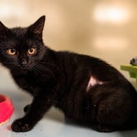 Vanille [Chaton], chatte à adopter