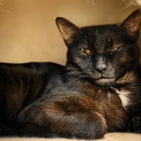 Owen, chat à adopter