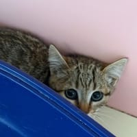 Calba, chatte à adopter