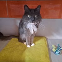YOSHIE, chatte à adopter