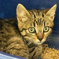 Olise, chatte à adopter