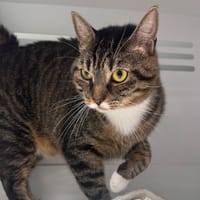 SNOOBY CHA, chatte à adopter