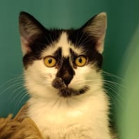 Mateta, chatte à adopter