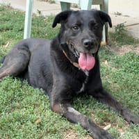 AÏKO, chien à adopter
