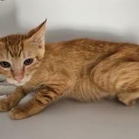 CUMIN, chat à adopter