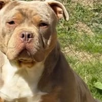 BLYSSE - ADOPTION DUO avec BULMA, chien à adopter