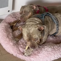 BLYSSE - ADOPTION DUO avec BULMA, chien à adopter