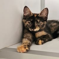 CANELLE, chatte à adopter