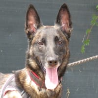 SONIK, chien à adopter