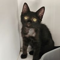 MASALA, chatte à adopter