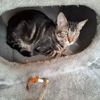 STEVY, chat à adopter