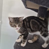 TOBLERONE (réservé), chat à adopter