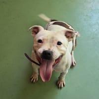 UTAH, chienne à adopter